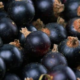 Sorbet Artisanal Cassis de Bourgogne