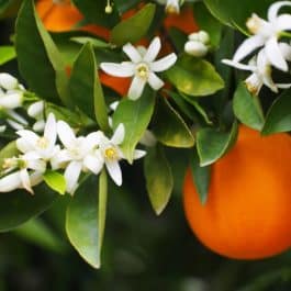 Glace Artisanale Fleur d’Oranger