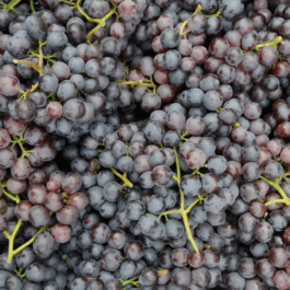 Sorbet Artisanal Raisin Muscat
