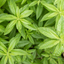 Glace Artisanale Verveine